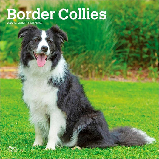Border Collies 2027 12 X 24 Inch (Hanging) Monthly Square Wall Calendar Plastic-Free - Ingram
