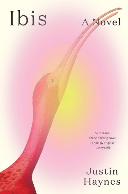 Ibis - Ingram